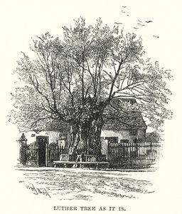 Luther Tree as it is by William Henry James after Boot